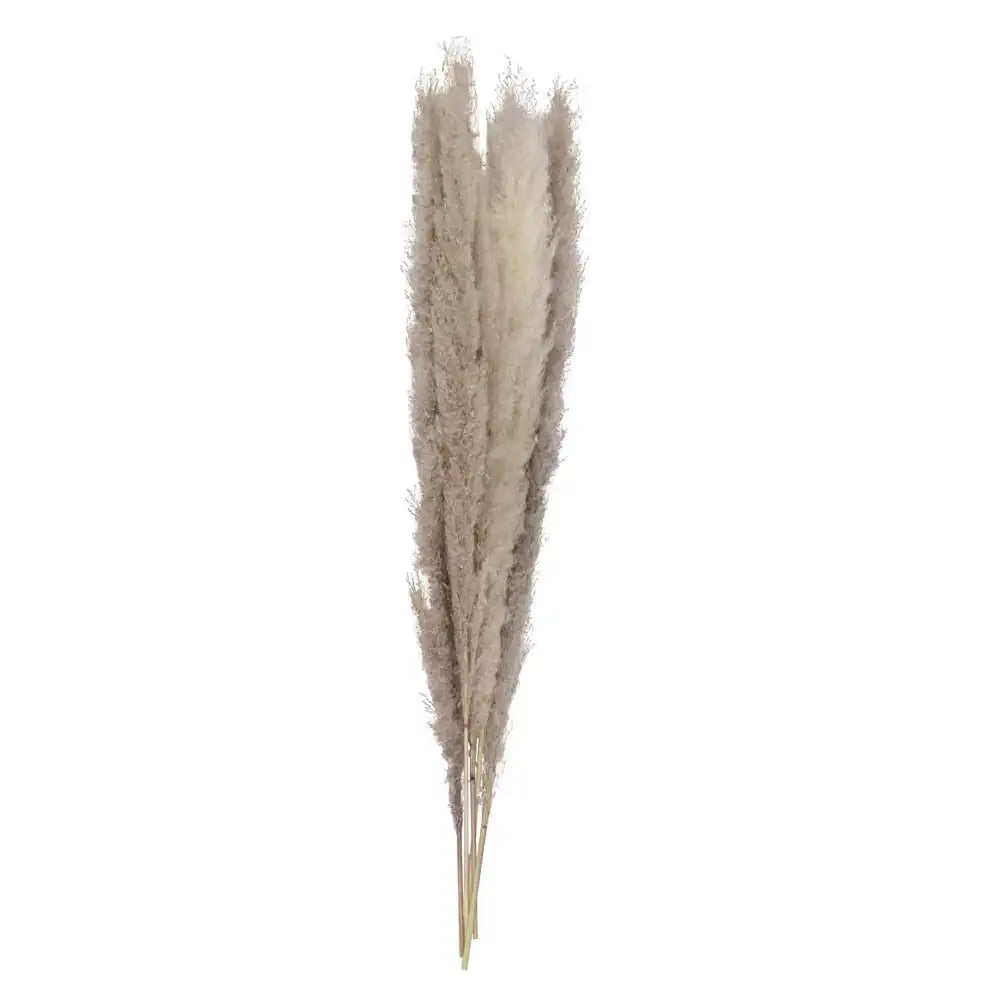 Natural Pampas Grass Decorations (x5) Summer