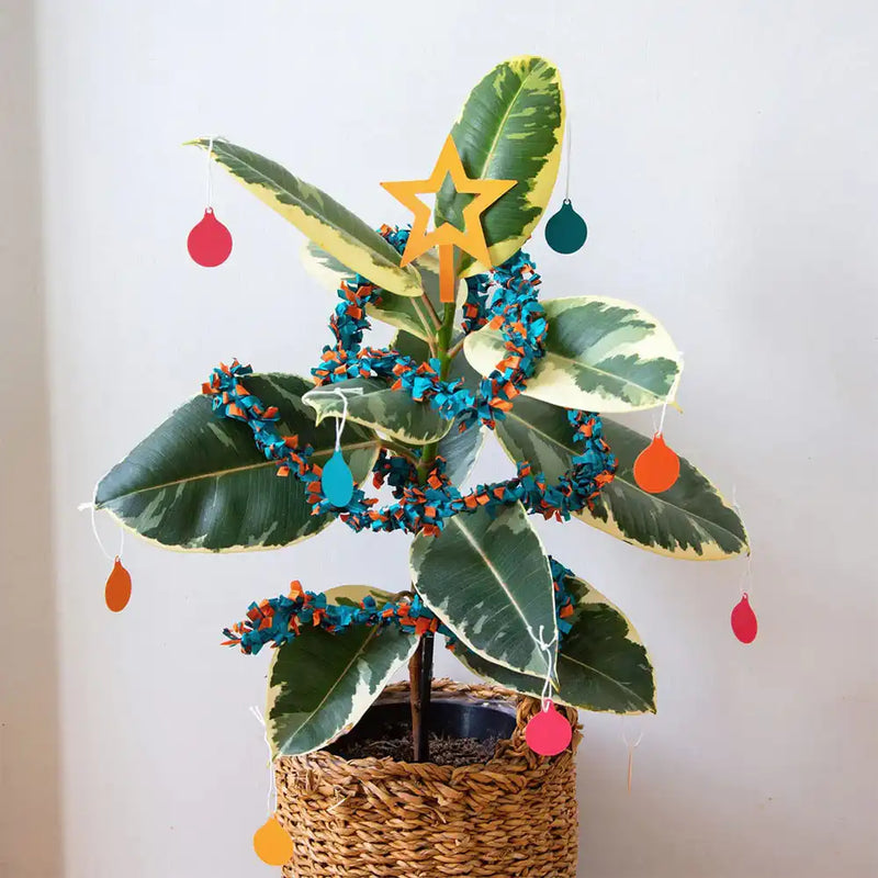 Pot Plant Makeover Kit Christmas 2024